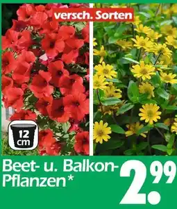 Wreesmann Beet- und balkonpflanzen Angebot