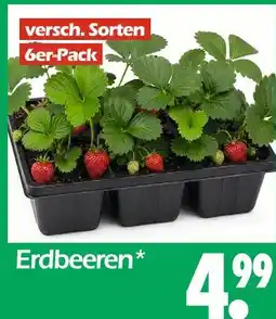 Wreesmann Erdbeeren Angebot