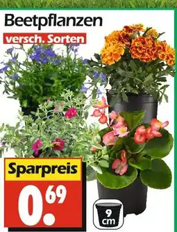 Wreesmann Beetpflanzen Angebot