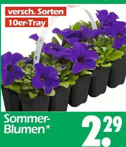 Wreesmann Sommer-blumen Angebot
