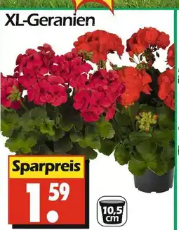 Wreesmann Xl-geranien Angebot