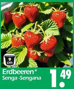 Wreesmann Erdbeeren senga-sengana Angebot