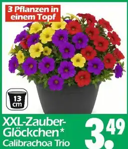 Wreesmann Xxl-zauber-glöckchen calibrachoa trio Angebot