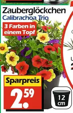 Wreesmann Zauberglöckchen calibrachoa trio Angebot