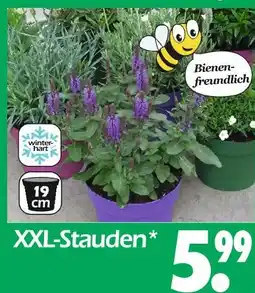 Wreesmann Xxl-stauden Angebot