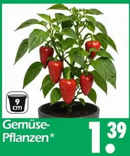 Wreesmann Gemüse-pflanzen Angebot