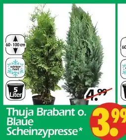 Wreesmann Thuja brabant o. blaue scheinzypresse Angebot