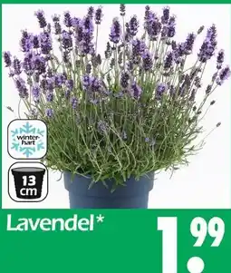 Wreesmann Lavendel Angebot