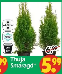 Wreesmann Thuja smaragd Angebot
