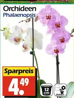Wreesmann Orchideen phalaenopsis Angebot