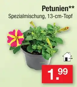 Zimmermann Petunien Angebot