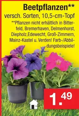 Zimmermann Beetpflanzen Angebot