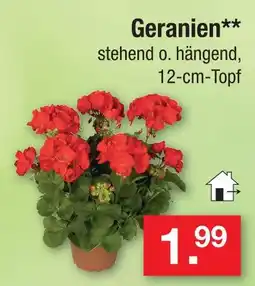 Zimmermann Geranien Angebot