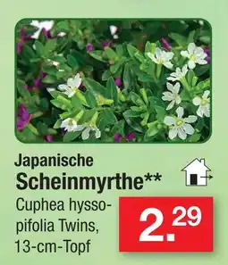 Zimmermann Japanische scheinmyrthe Angebot