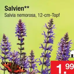Zimmermann Salvien Angebot