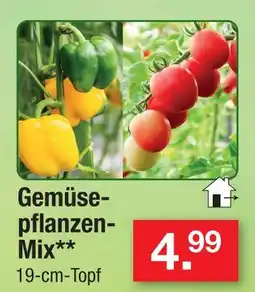 Zimmermann Gemüsepflanzen-mix Angebot