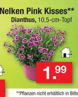 Zimmermann Nelken pink kisses Angebot