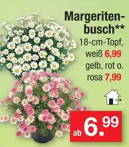 Zimmermann Margeritenbusch Angebot