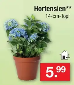 Zimmermann Hortensien Angebot