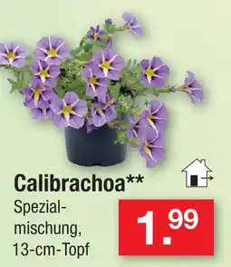 Zimmermann Calibrachoa Angebot