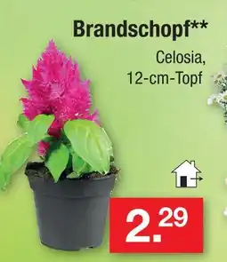 Zimmermann Brandschopf Angebot