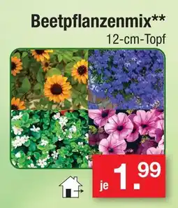 Zimmermann Beetpflanzenmix Angebot