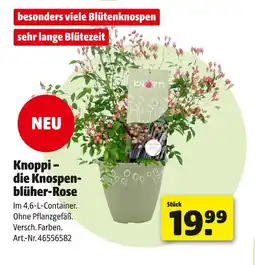 Hagebau Knoppi knoppi – die knospenblüher-rose Angebot