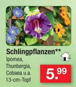 Zimmermann Schlingpflanzen Angebot