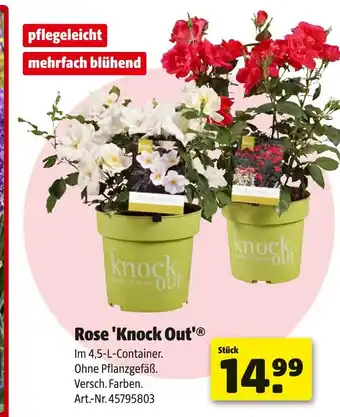 Rose 'knock out'