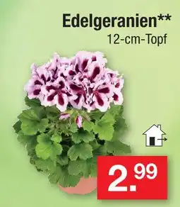 Zimmermann Edelgeranien Angebot