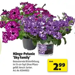 Hagebau Hänge-petunie 'sky family' Angebot