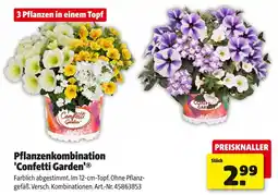 Hagebau Pflanzenkombination confetti garden Angebot