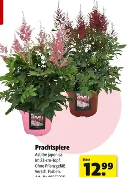 Hagebau Prachtspiere Angebot