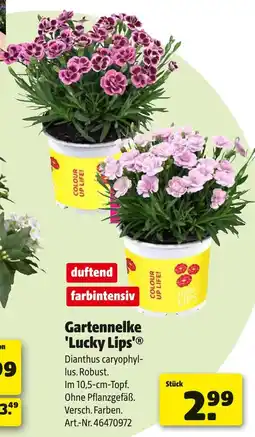 Hagebau Gartennelke 'lucky lips' Angebot