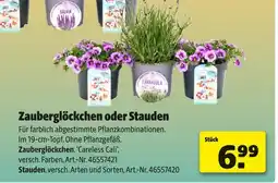 Hagebau Stauden Angebot