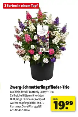 Hagebau Zwerg-schmetterlingsflieder-trio Angebot