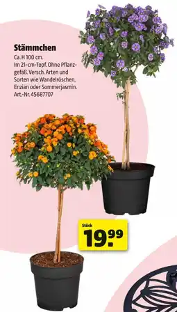 Hagebau Stämmchen Angebot