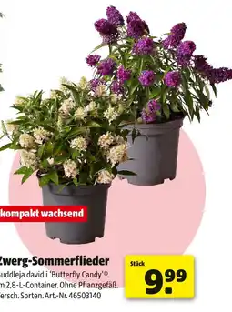 Hagebau Zwerg-sommerflieder buddleja davidii 'butterfly candy' Angebot
