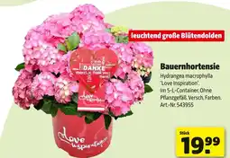 Hagebau Bauernhortensie Angebot