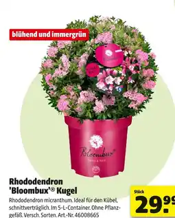Hagebau Bloombux rhododendron 'bloombux' kugel Angebot