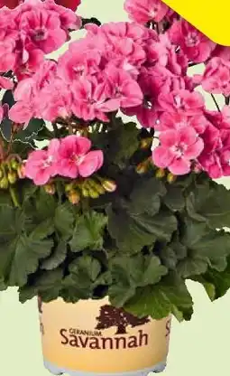 Hagebau Savannah geranium stehend oder hängend Angebot
