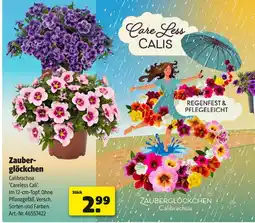 Hagebau Zauberglöckchen Angebot