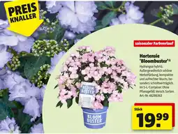 Hagebau Hortensie 'bloombuster' Angebot