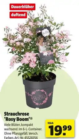 Hagebau Strauchrose 'rosy boom' Angebot
