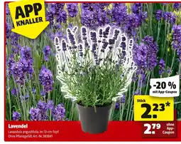 Hagebau Lavendel Angebot