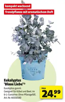 Hagebau Eukalyptus 'blaue liebe' Angebot