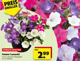 Hagebau Petunie leonardo Angebot