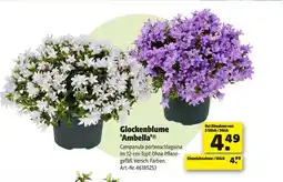 Hagebau Glockenblume 'ambella' Angebot