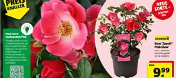 Hagebau Gartenkrone rose 'zepeti' pink glow Angebot