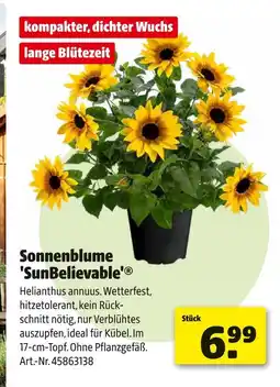 Hagebau Sonnenblume 'sunbelievable' Angebot